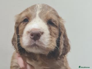 Cocker Spaniel dogs Beautiful KC Cocker Spaniel Puppies for sale - Advert 3