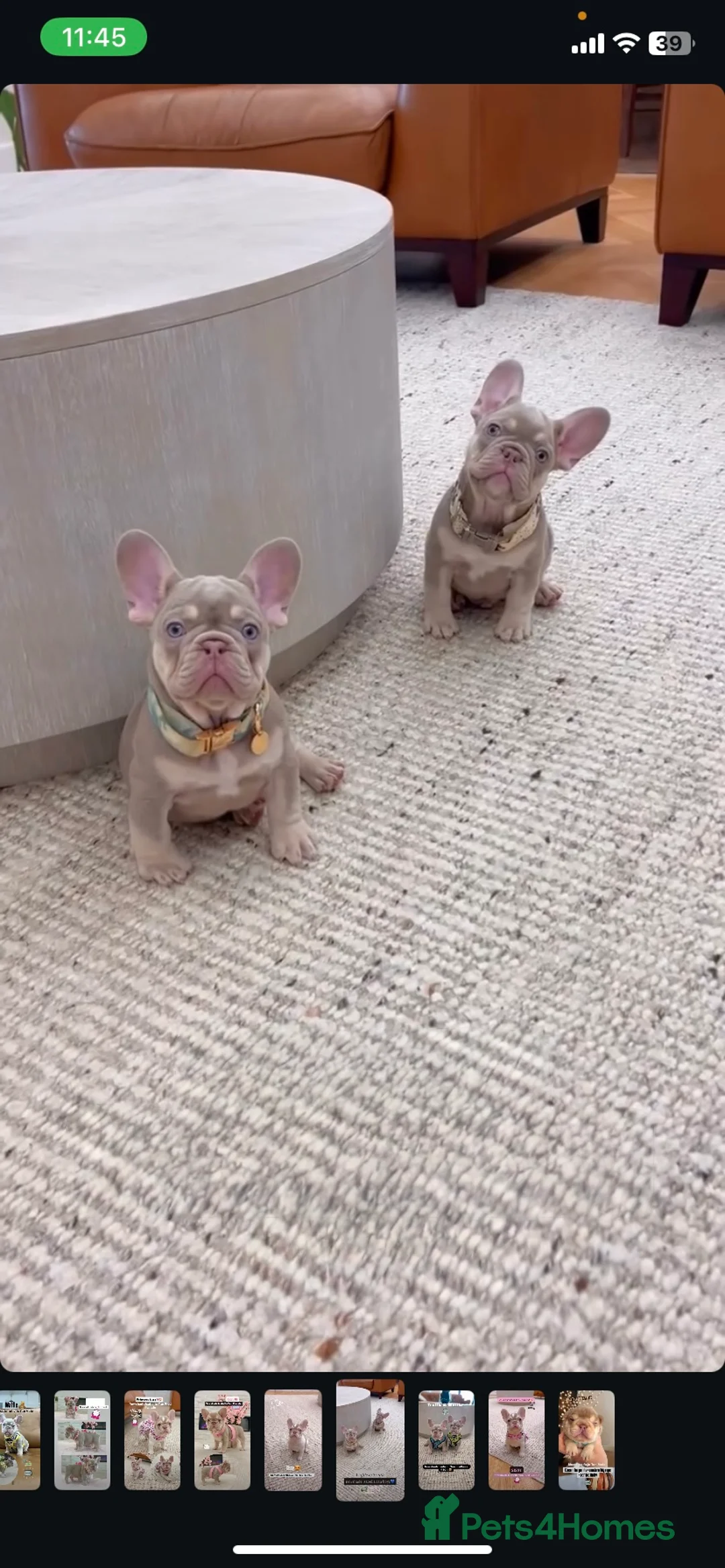 French Bulldog dogs for sale: 🐾 KC Registered French Bulldogs 🐶✨ - Advert 5