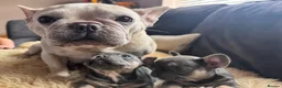 French Bulldog dogs for sale: 1 Female pedigree French bulldog puppy  - Advert 19