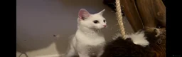 Abyssinian cats for sale: Really sweet temperament  - Advert 7
