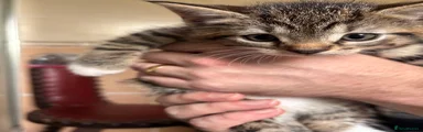 Margot
