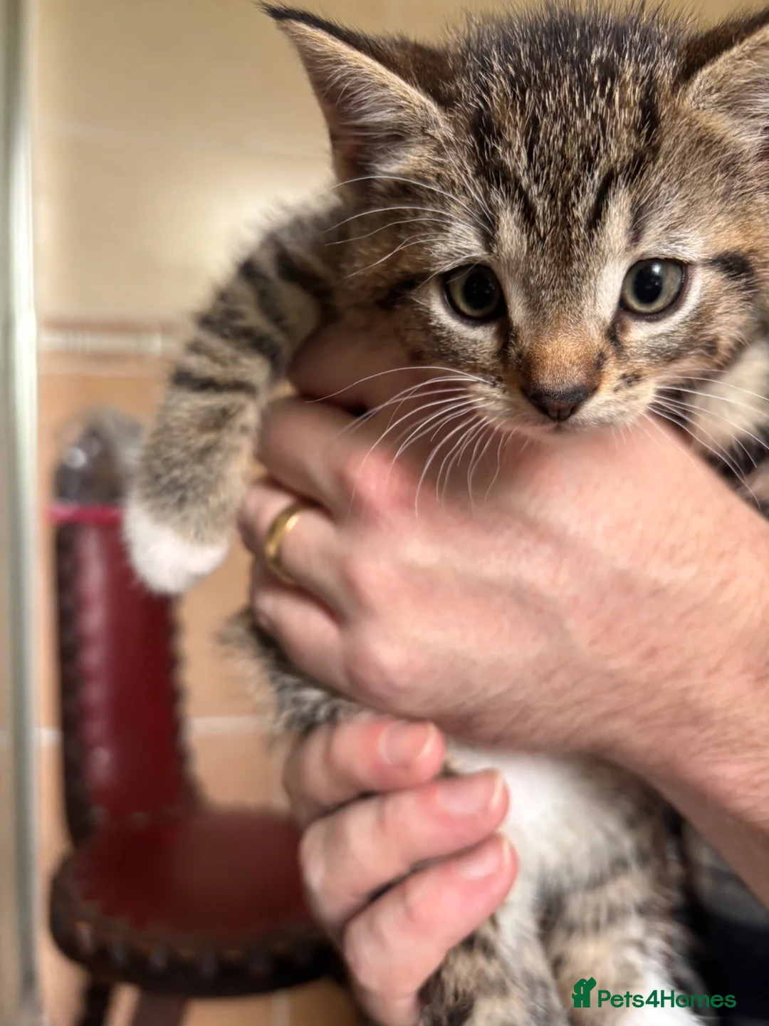 British Shorthair cats for sale: Beautiful kittens for sale  in Girvan - Advert 7