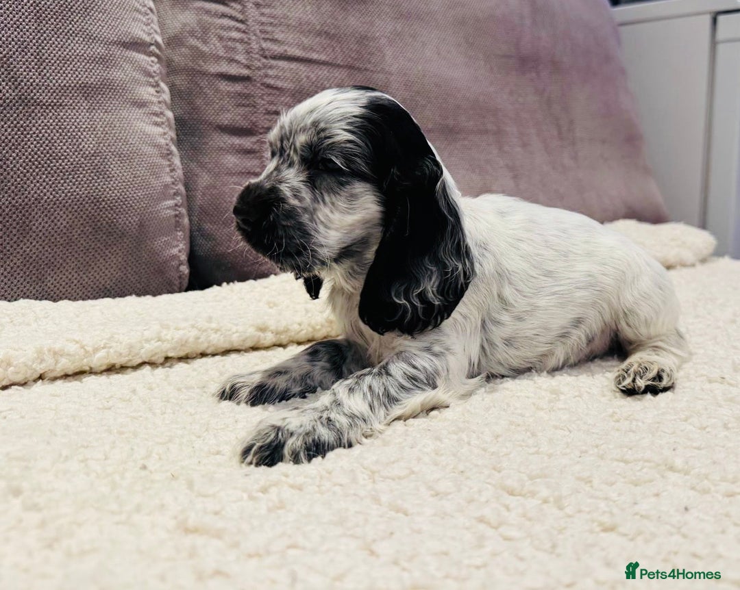 Cocker Spaniel dogs for sale: Beautiful English Cocker Spaniel Girl  - Advert 11