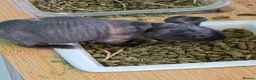 Guinea Pig rodents for sale: Male skinny pigs,  - Advert 6