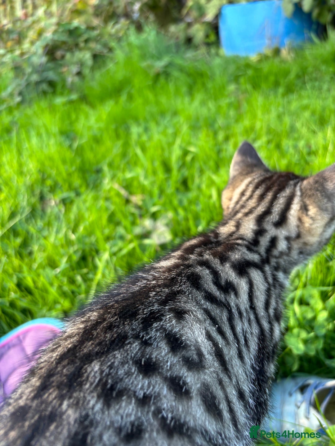 Mixed Breed cats for sale: Beautiful tabby kittens - Image 7