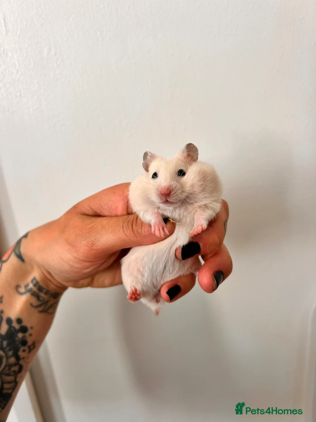 Hamster rodents for sale: Baby syrian hamsters  - Advert 2