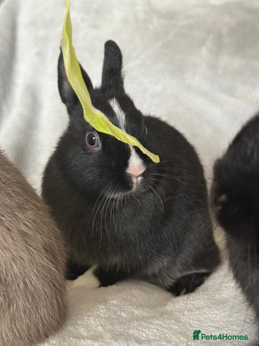 Netherland Dwarf rabbits for sale: Netherland Dwarf Baby Girl Rabbit.  - Advert 2