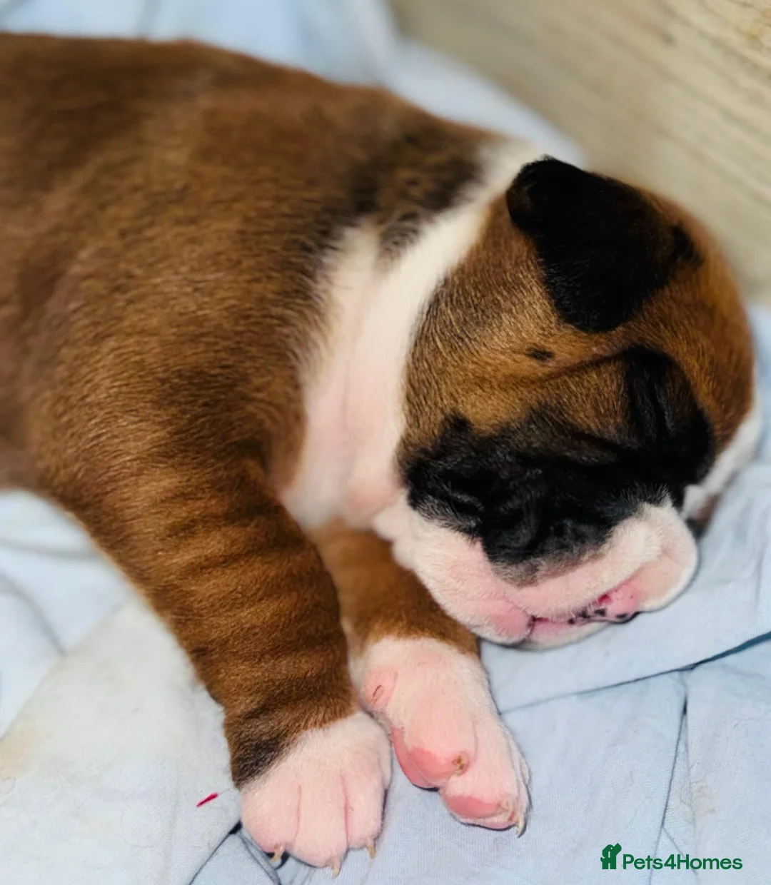 Boxer dogs for sale: Boxer girl looking for a forever home in Darlington - Advert 5