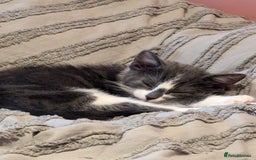 Mixed Breed cats for sale: Two Adorable Kittens – Ready for New Homes - Image 11