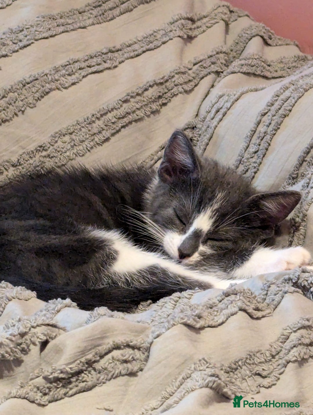 Mixed Breed cats for sale: Two Adorable Kittens – Ready for New Homes - Image 11