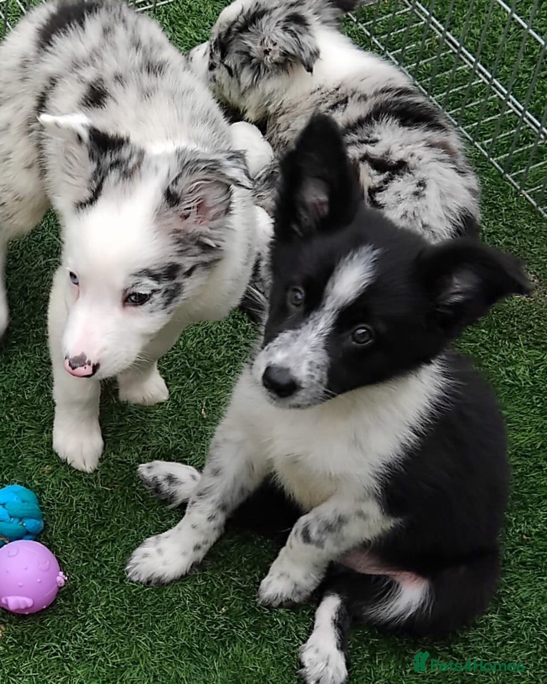Border Collie dogs for sale: Stunning litter of blue merle border collies - Image 31