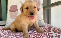 Golden Retriever dogs for sale: Beautiful Golden Retriever Puppies – Family Raised - Image 5