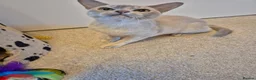 Burmese cats for sale: Beautiful Pedigree Lilac Tortie Burmese Kitten - Advert 4