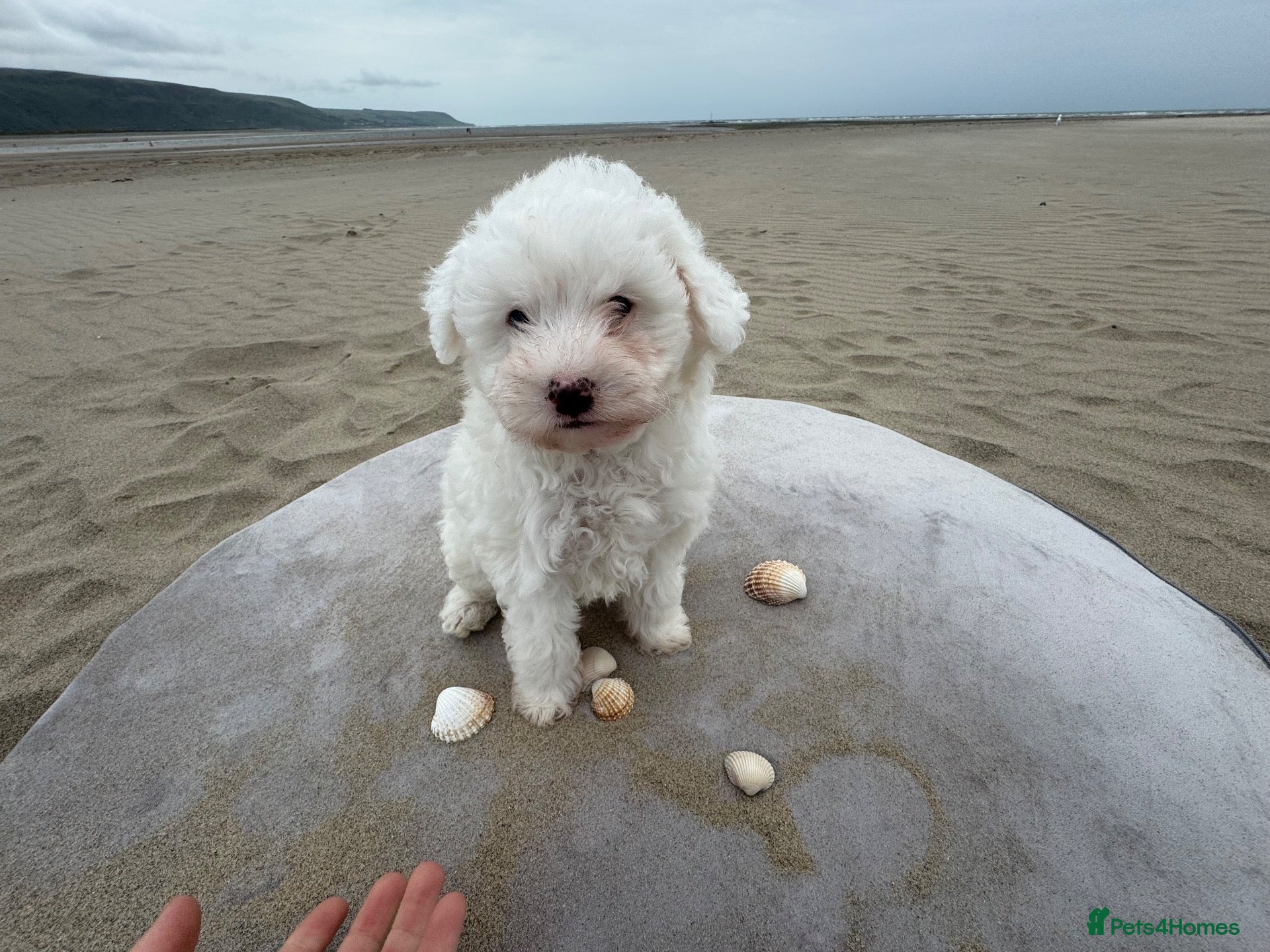 Bichon Frise dogs for sale: 🐶🤍 1 PUPPY LEFT!🐶🤍💙 - Advert 3