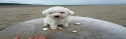 Bichon Frise dogs for sale: 🐶🤍 1 PUPPY LEFT!🐶🤍💙 - Advert 1