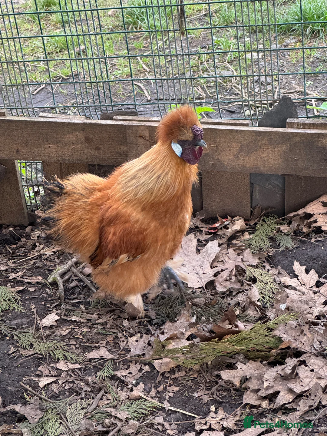 Chickens poultry for sale: 3 hen 1 rooster silky chickens - Advert 1