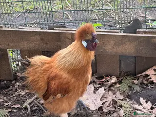 Chickens poultry 3 hen 1 rooster silky chickens - Advert 4