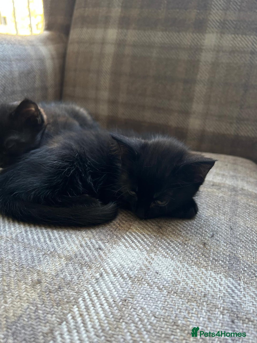 Ragdoll cats for sale:  2half Ragdoll and half domesticshorthair for sale - Advert 14