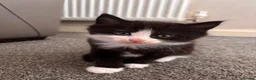 Mixed Breed cats for sale: 5 beautiful kittens for sale  - Advert 7