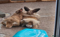 Lionhead rabbits for sale: Minni rex X lionhead bunnies - Image 5