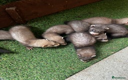 Ferret rodents for sale: Baby Ferrets - Image 13