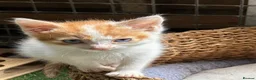 Mixed Breed cats for sale: Mixed bunch  - Advert 4
