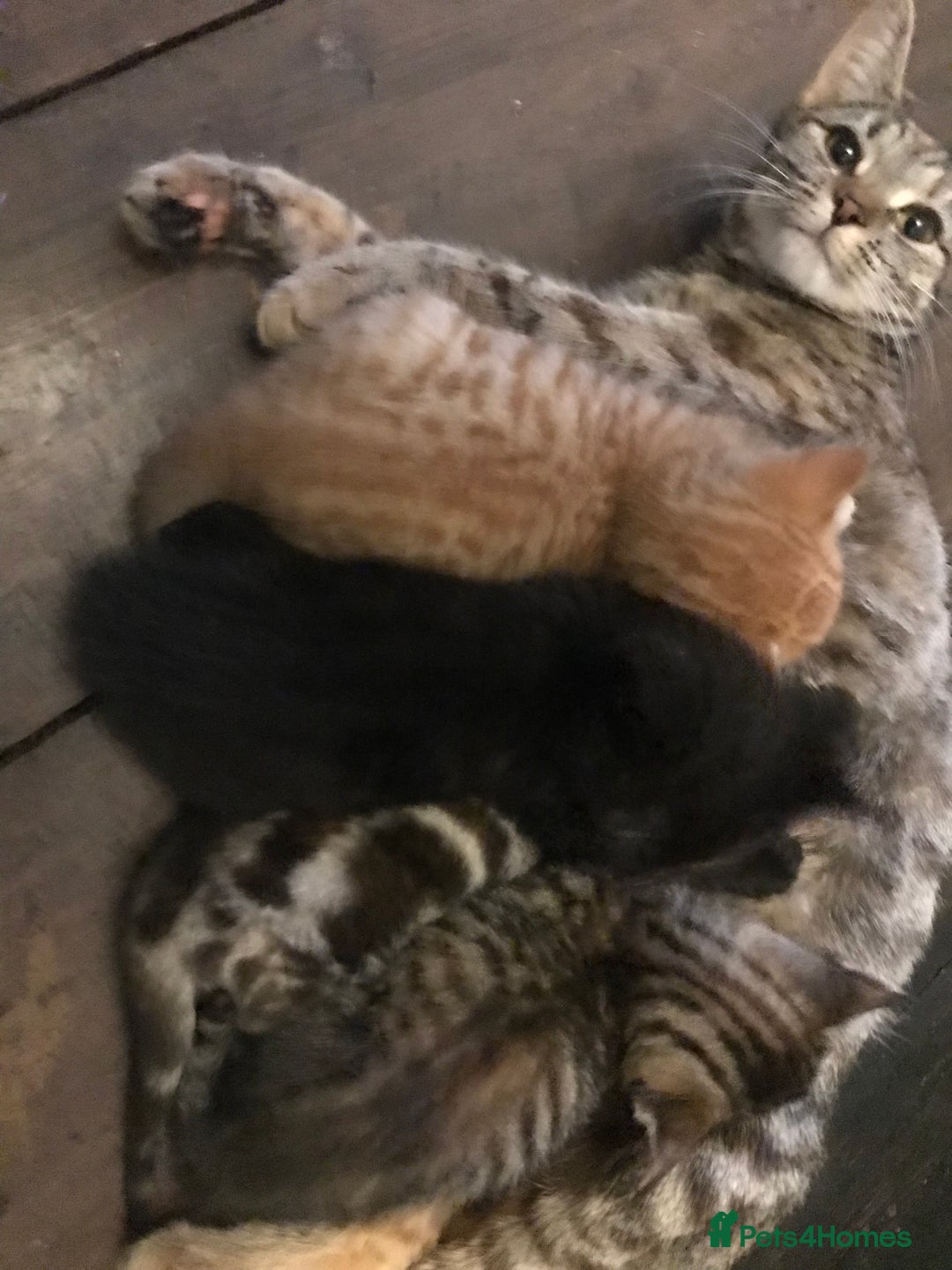 Mixed Breed cats for sale: Kittens  - Image 8