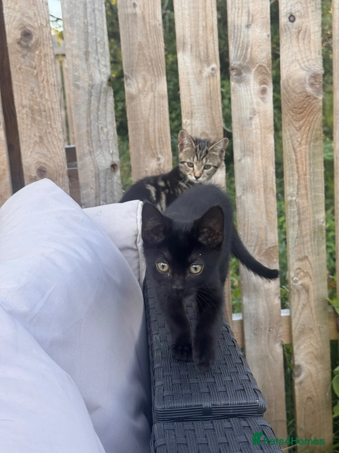 Mixed Breed cats for sale: Pair of bonded 11week old female Kittens - Advert 2