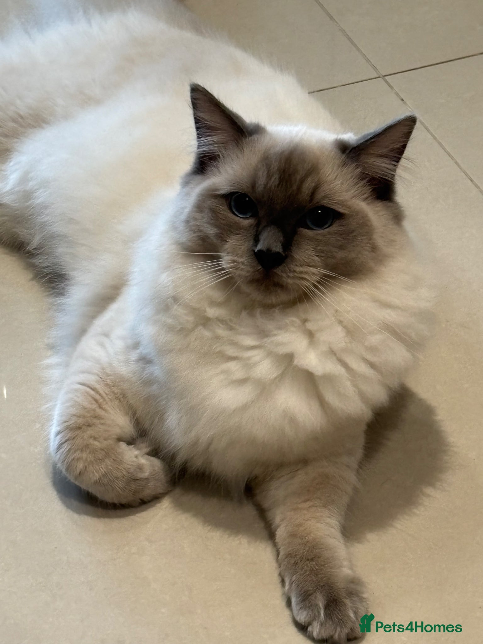 Ragdoll cats Sadly rehoming - Advert 4