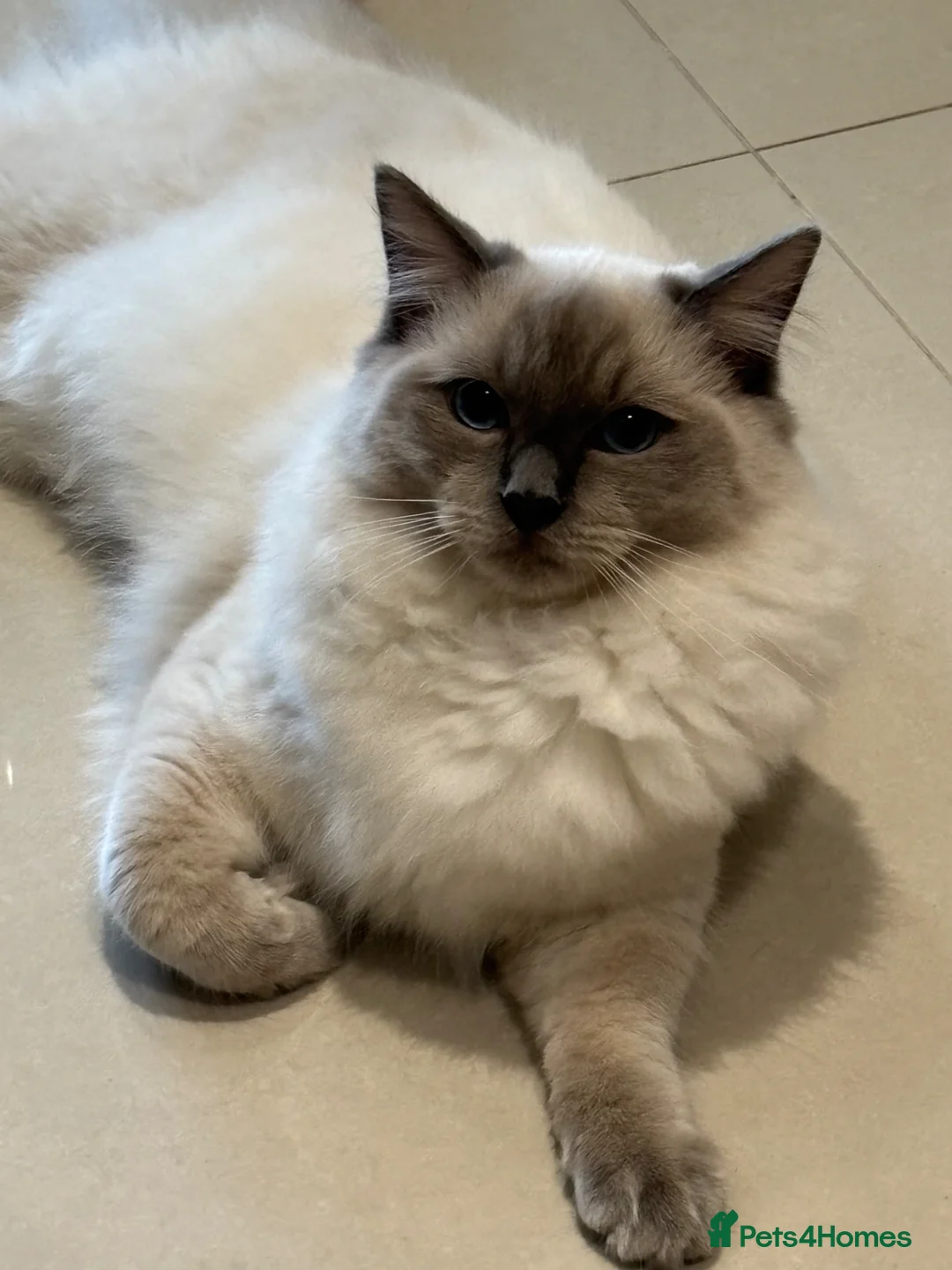 Ragdoll cats for sale: Sadly rehoming - Advert 1