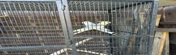 Cockatiels birds for sale: Cockatiels in Manchester - Advert 5