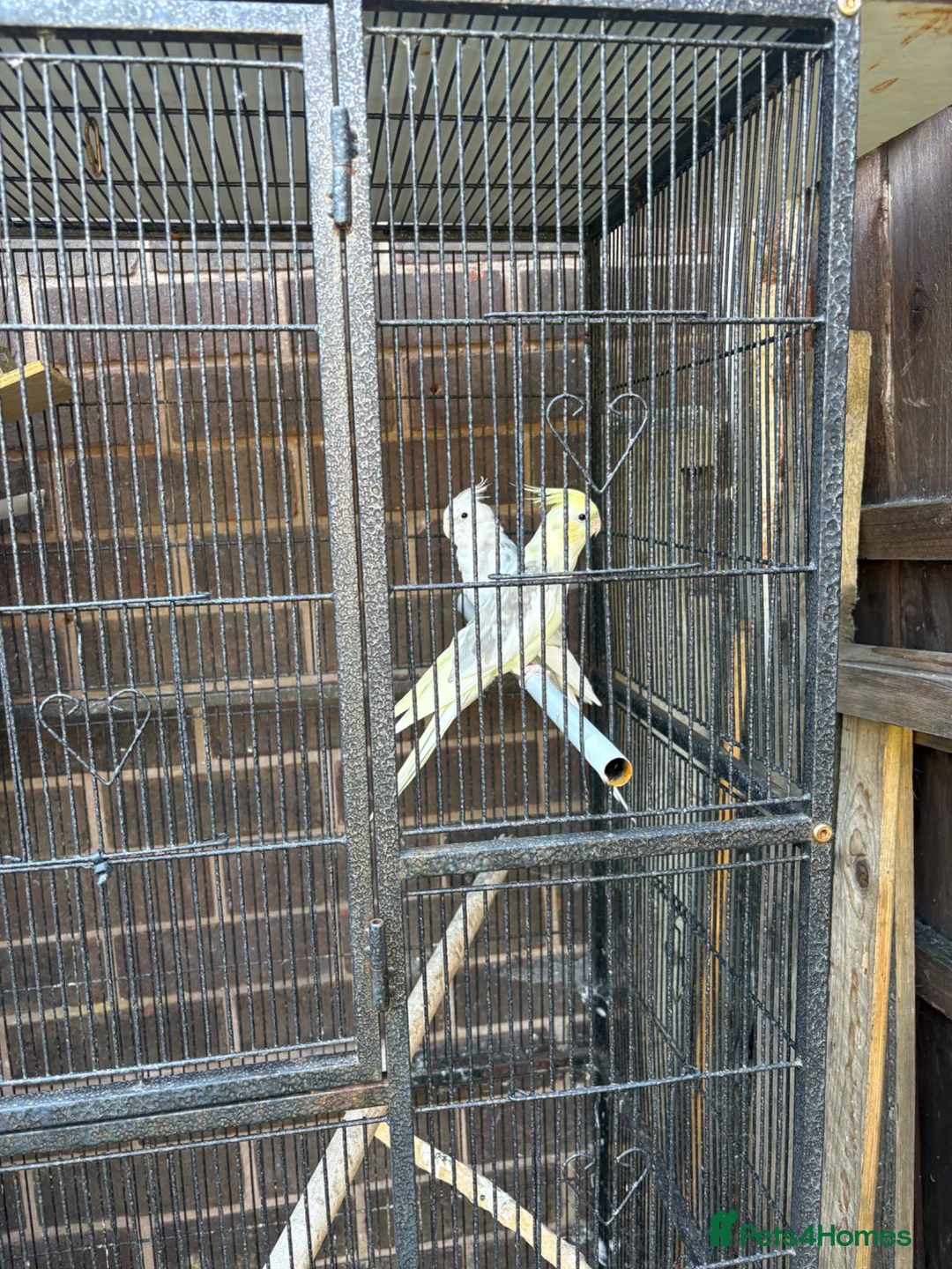 Cockatiels birds for sale: Cockatiels in Manchester - Advert 5