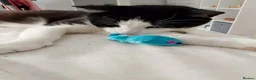 Domestic Shorthair cats for sale: Adorable Jake - Advert 7