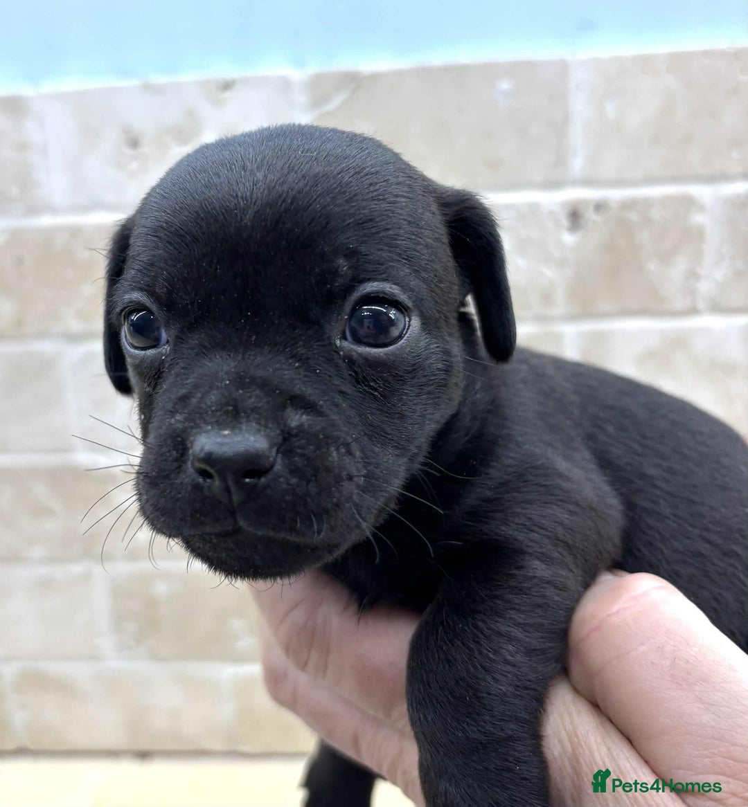Mixed Breed dogs for sale: Pug x dachshund  ( Daug?) - Image 21