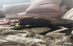 Cocker Spaniel dogs for sale: Milo is Looking for a Loving Home 🐶  - Image 2