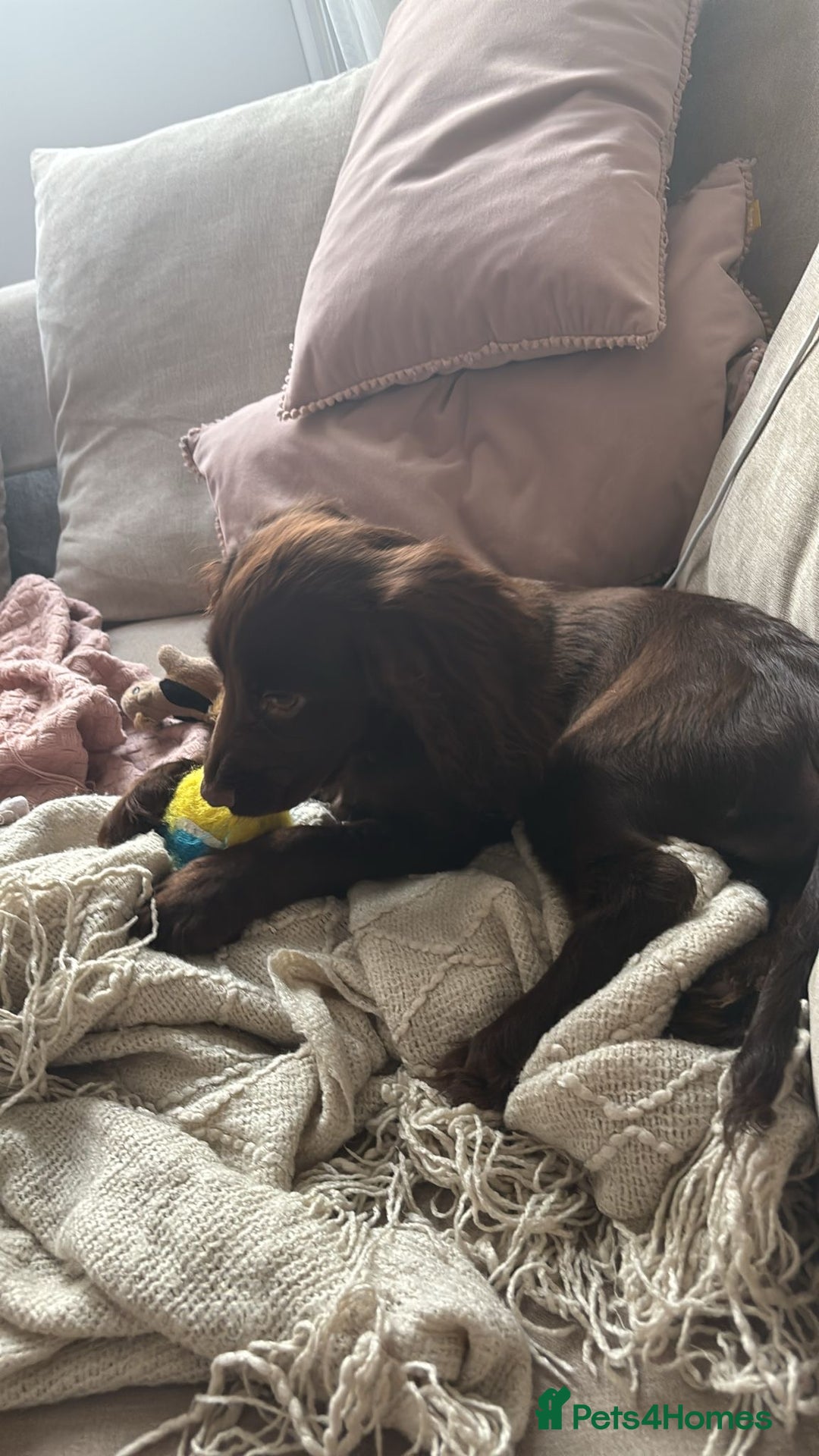 Cocker Spaniel dogs for sale: Milo is Looking for a Loving Home 🐶  - Image 2