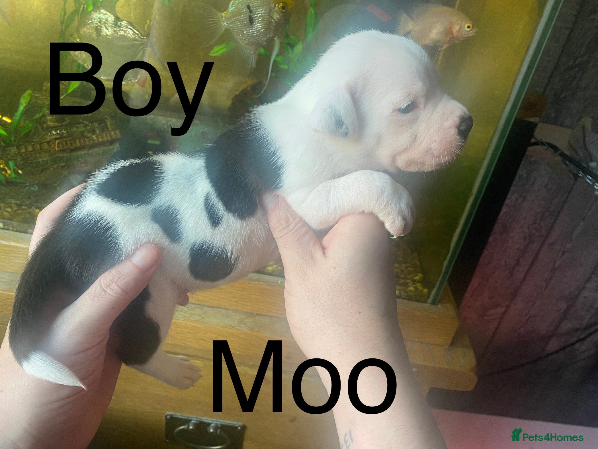 Staffordshire Bull Terrier dogs Beautiful litter of 10  - Advert 15