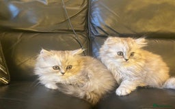 Persian cats for sale: Two multicoloured Persian females - Image 3