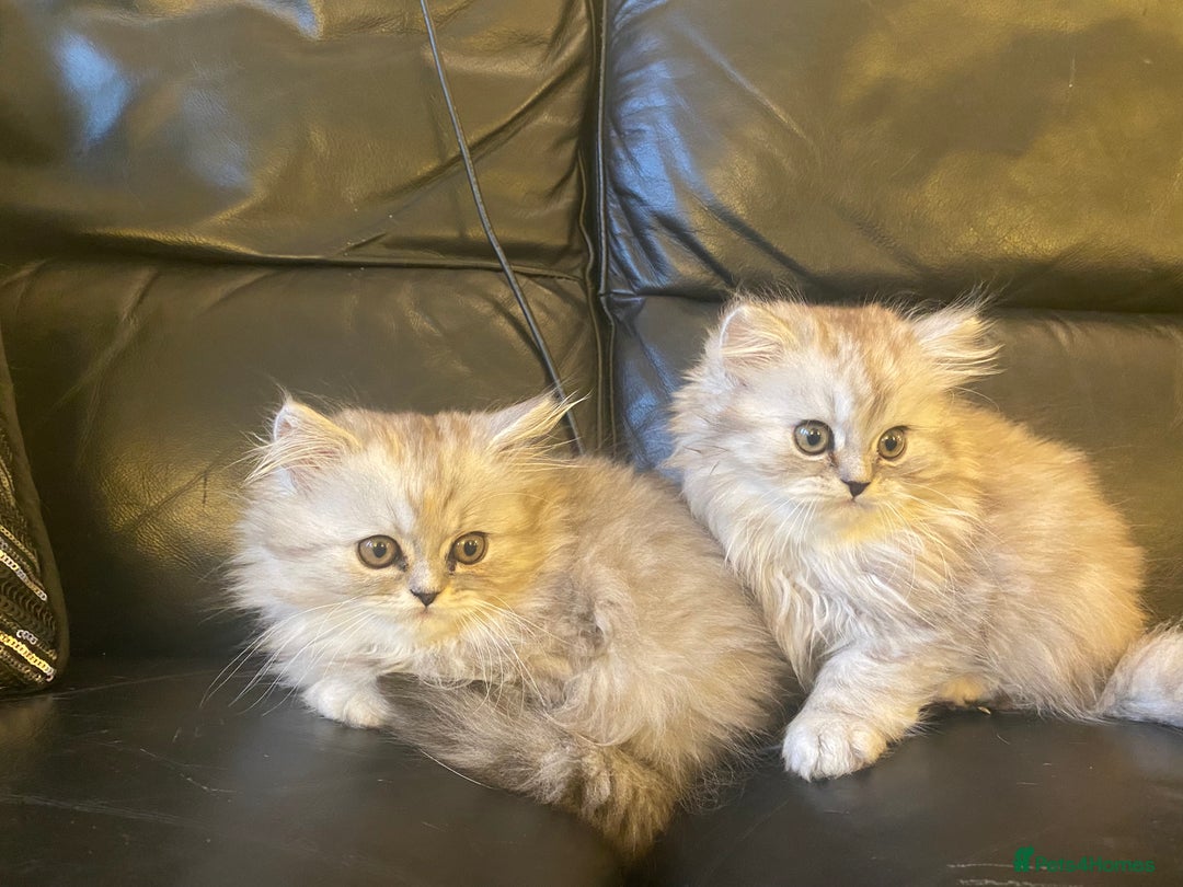 Persian cats for sale: Two multicoloured Persian females - Image 3