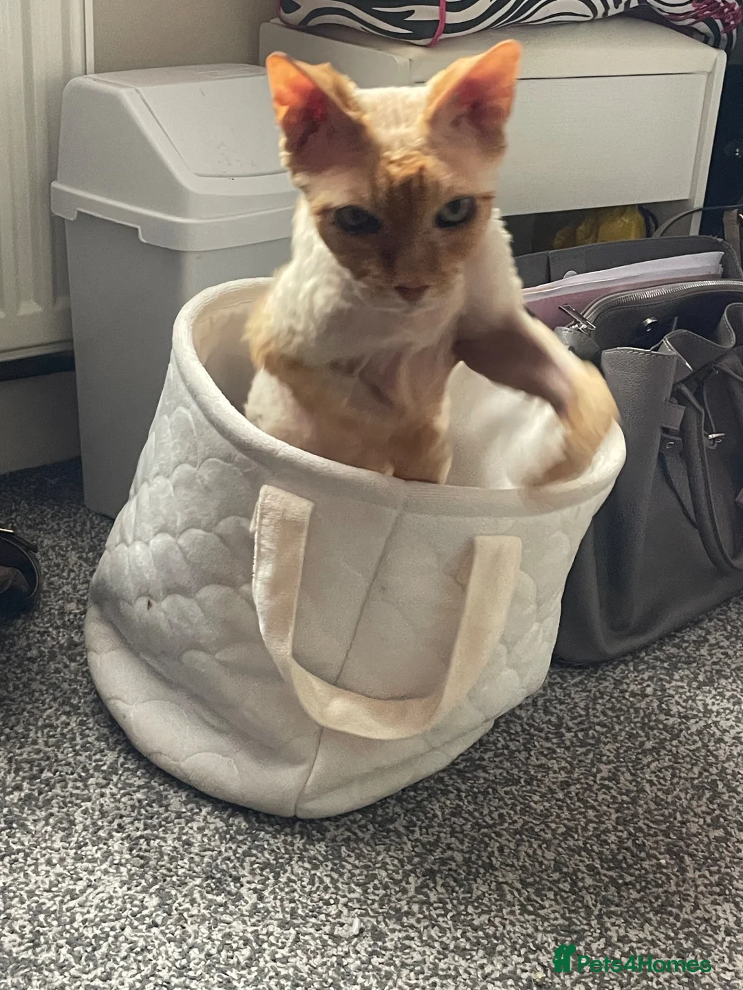 Devon Rex cats for sale: Devon Rex cross sphynx adult male - Advert 5
