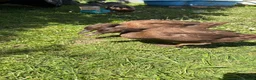 Ducks poultry for sale: 3 female khaki Campbell ducks  - Advert 10