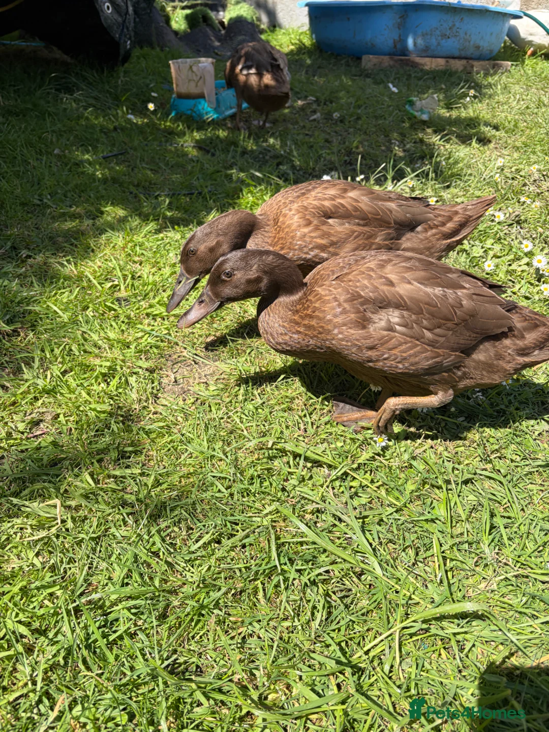 Ducks poultry for sale: 3 female khaki Campbell ducks  - Advert 10