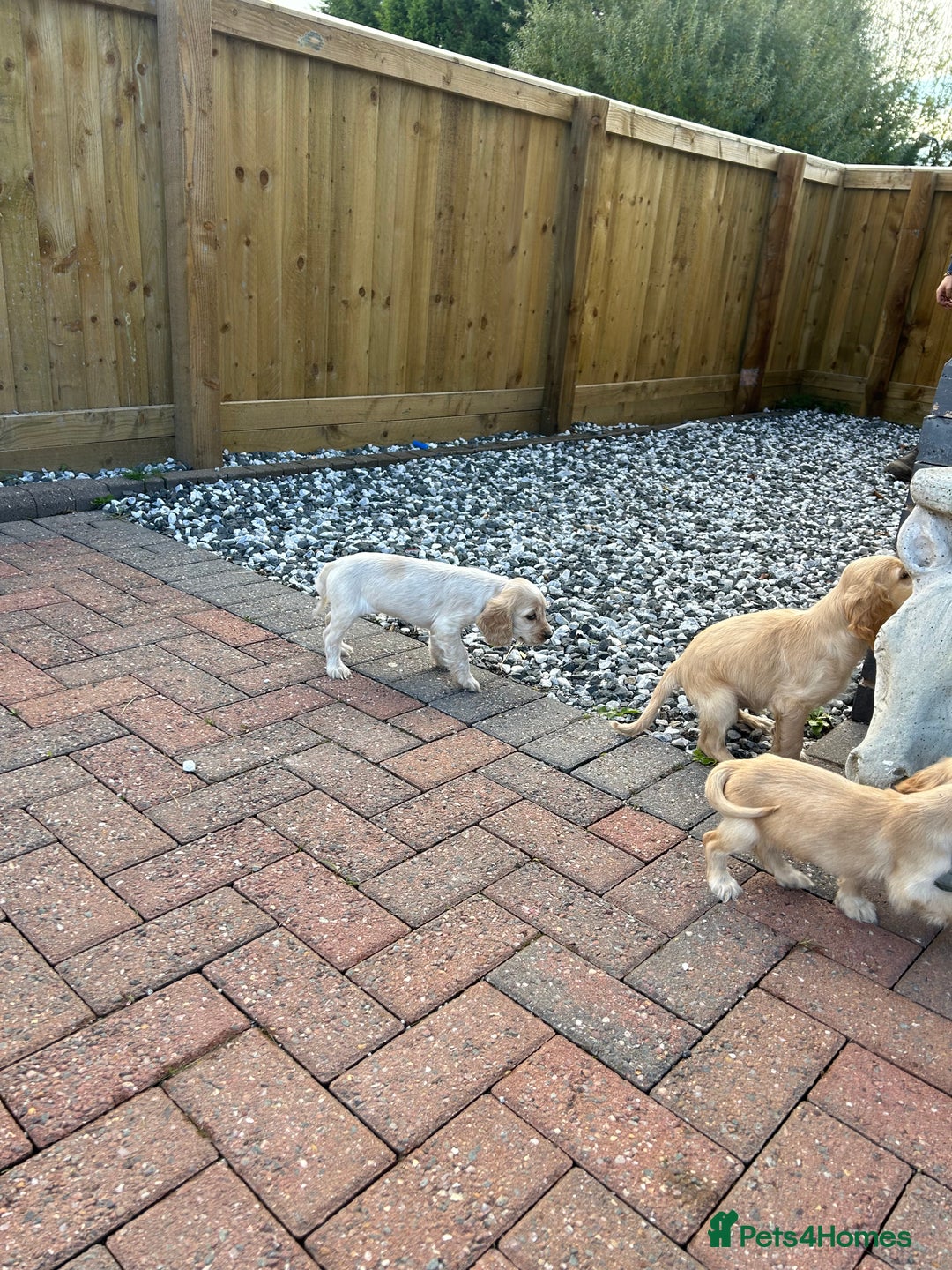 Cocker Spaniel dogs for sale: Health tested cocker spaniel puppies  - Advert 5