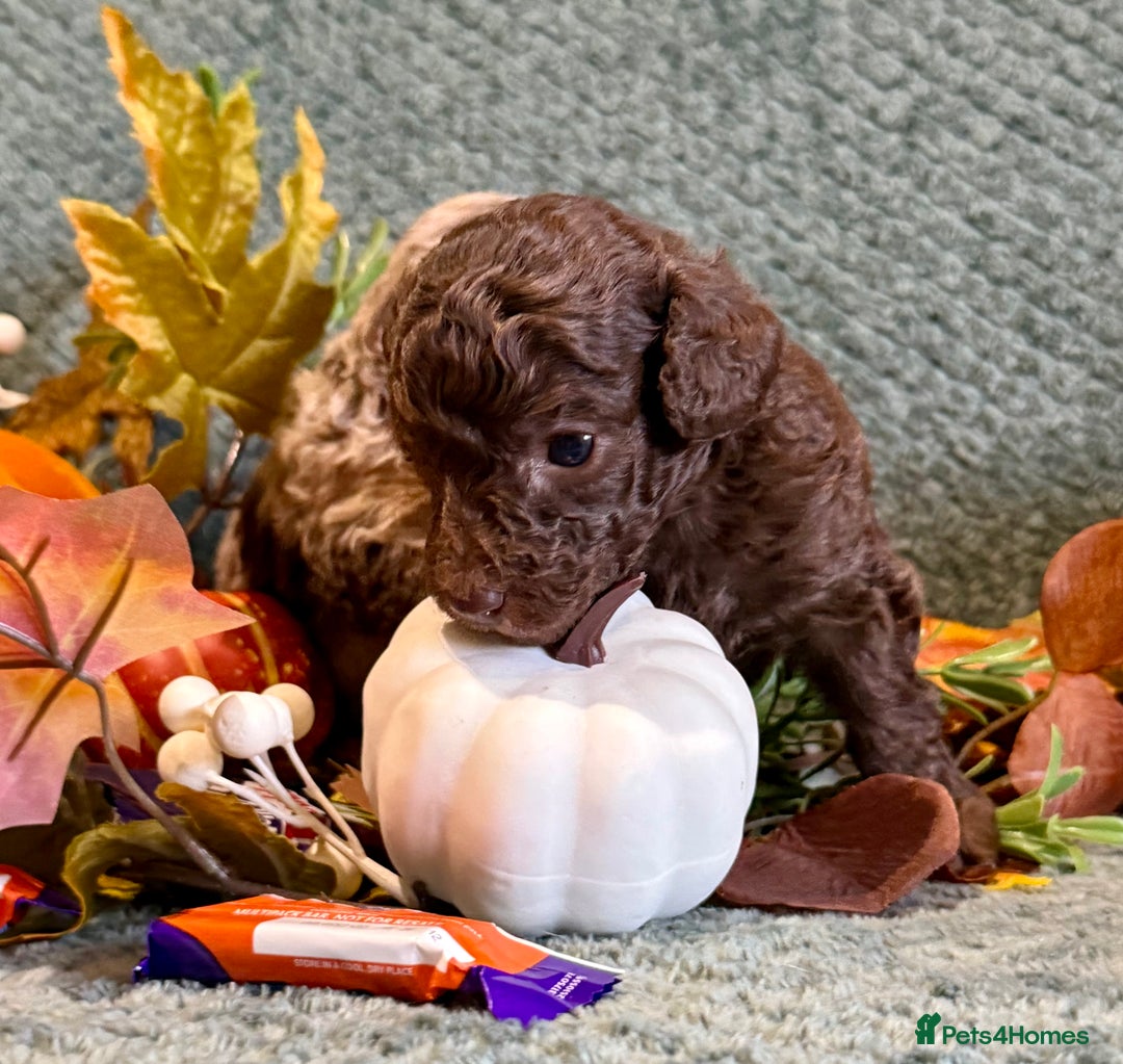Miniature Poodle dogs for sale: Beautiful Miniature Poodle pups  - Image 9