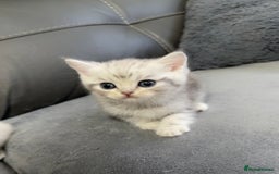 British Shorthair cats for sale: British Shorthair Kittens - Brown, lilac, silver in Birmingham - Image 4