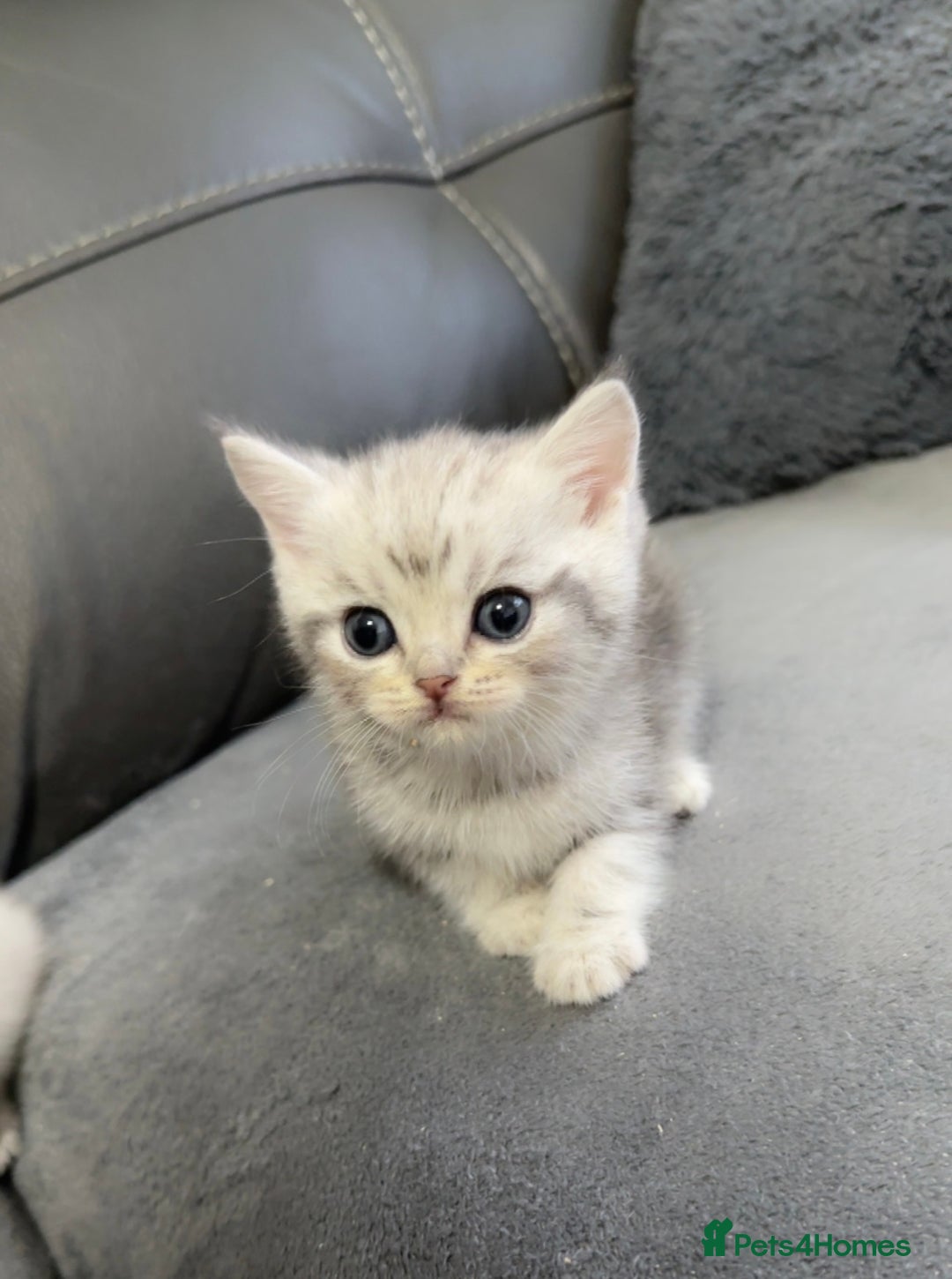 British Shorthair cats for sale: British Shorthair Kittens - Brown, lilac, silver in Birmingham - Image 4