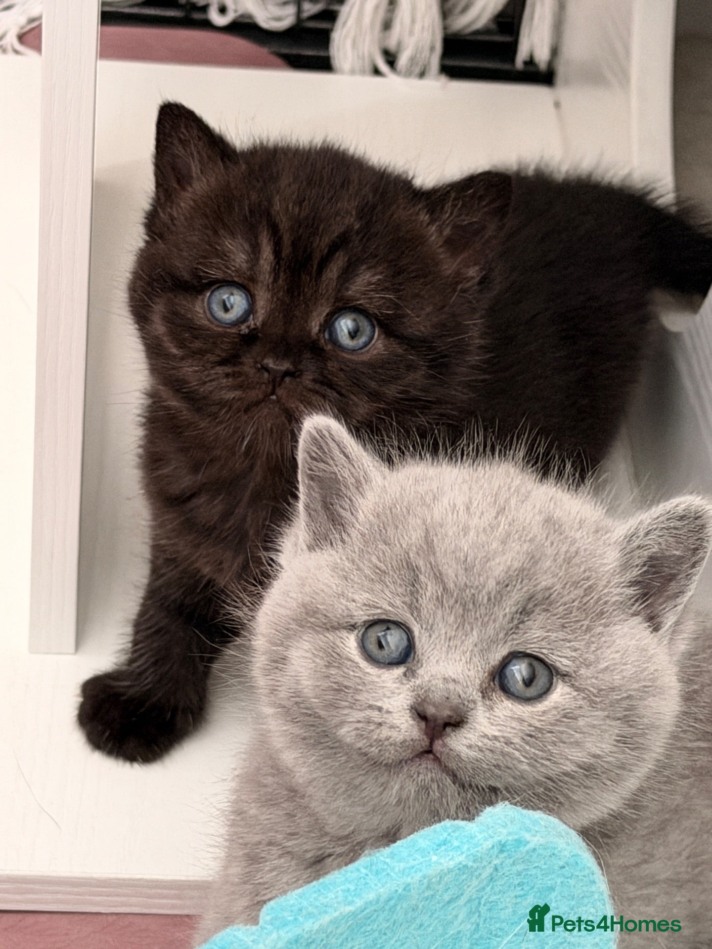 British Shorthair cats 🏆Champions line🏆BSH Kittens Tica reg  - Advert 1