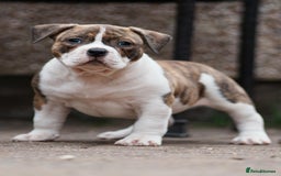 American Bully dogs for sale: Champion Bloodline American Pocket Bully Puppies - Image 27