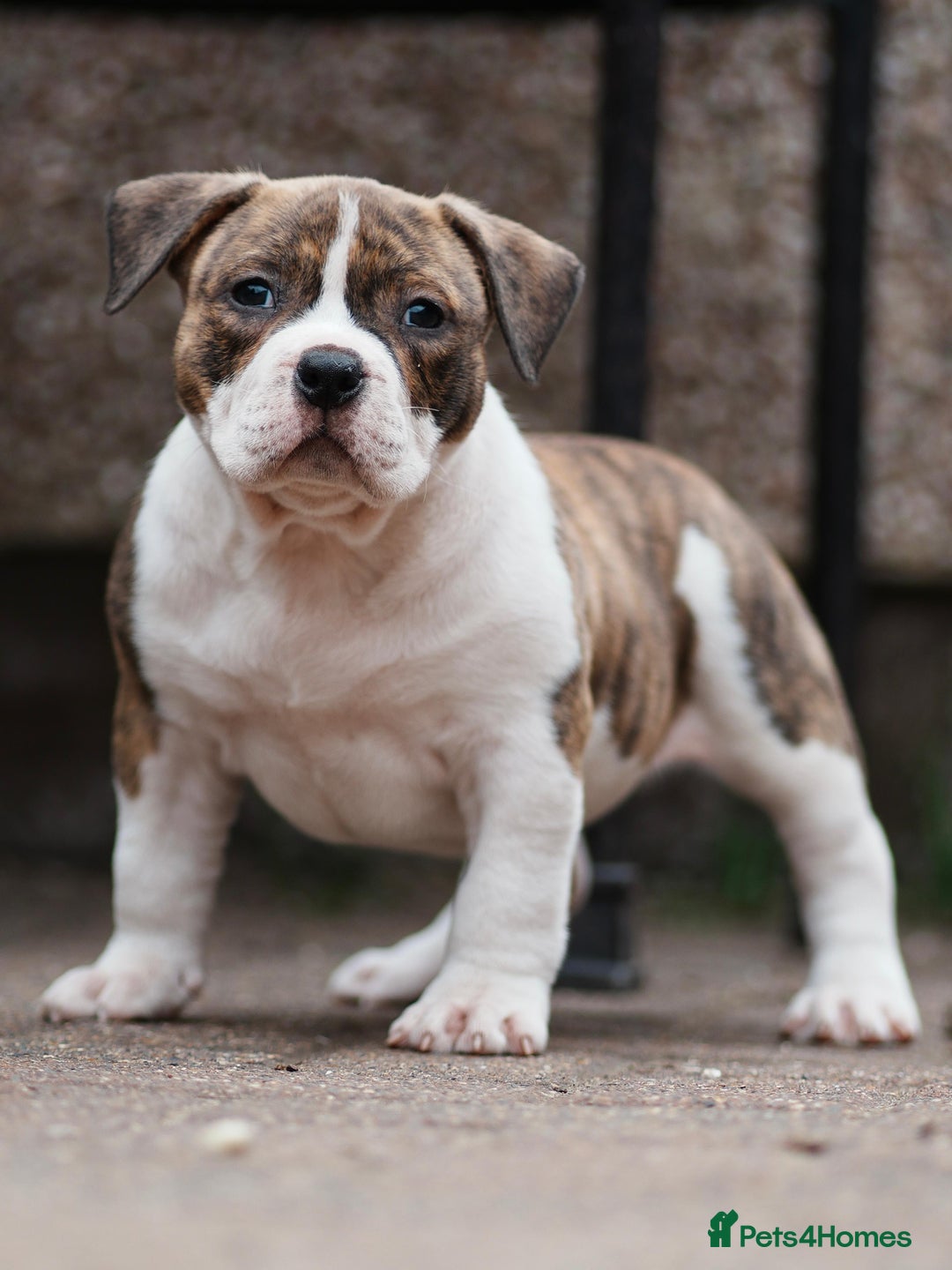 American Bully dogs for sale: Champion Bloodline American Pocket Bully Puppies - Image 27