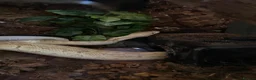 Python Snake reptiles for sale: Lesser Pastel Pinstripe (Lesser Kingpin) rehoming - Advert 2
